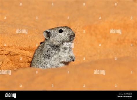 Desert Rat Hi Res Stock Photography And Images Alamy