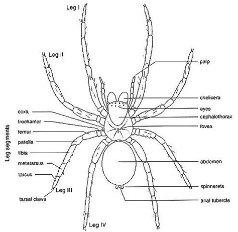 parts   spider   labeled diagram artofit