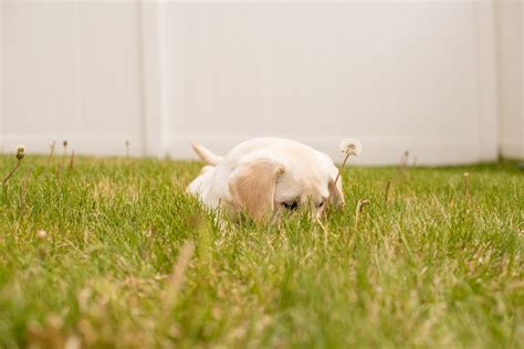 dog eating grass  dogs eat grass    dog