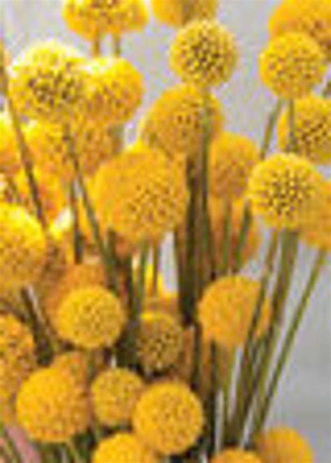 Craspedia Seed Billy Buttons Billy Balls Sun Balls Drumsticks 25ct