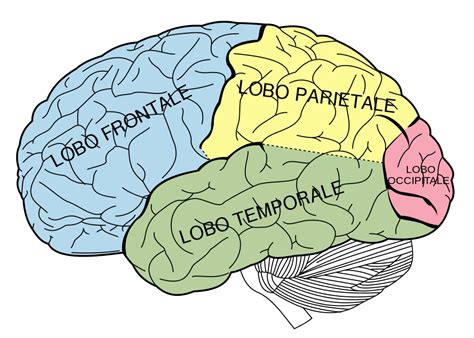 Cervello Umano Modellianatomici It