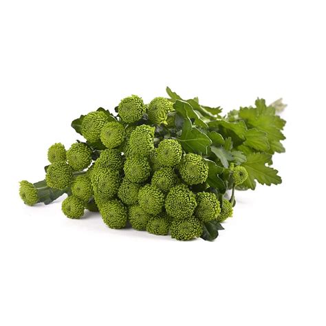 Хризантема Делигрин: описание сорта, характеристики, особенности ...