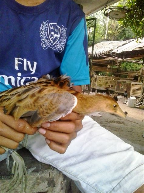 Pencari Burung Malam Gambar Burung Ayam Ayaman