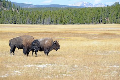 Yellowstone Officials Remind People to Steer Clear of Bison After Attacks