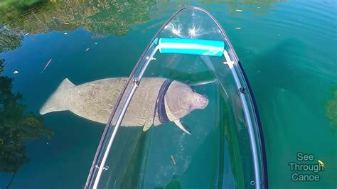 Clear Kayaking in the Crystal Clear Water With Manatees - YouTube