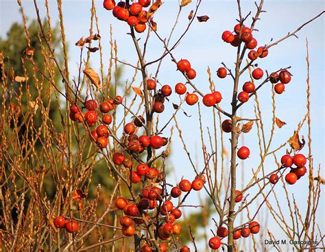 Winter Food for Birds - Travels With Birds