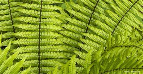 8 Full Sun Ferns For The Landscape | PlantCareToday.com