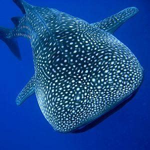 Whale Shark Conservation Projects | The Great Projects