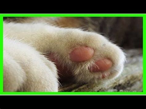 Feline plasma cell pododermatitis: my cat has a sore paw