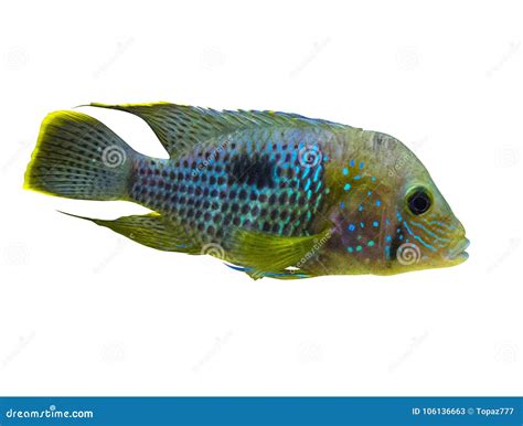 Electric Blue Acara With African Cichlids
