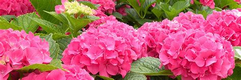 Продажа гортензий Ульяновск | Добрый день друзья! 2025 | ВКонтакте