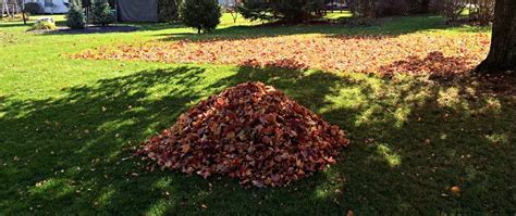 bad  leave leaf piles   lawn  winter long lehigh