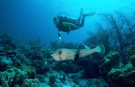 Cuba Cayo Coco Tauchplätze Nautilus Tauchreisen