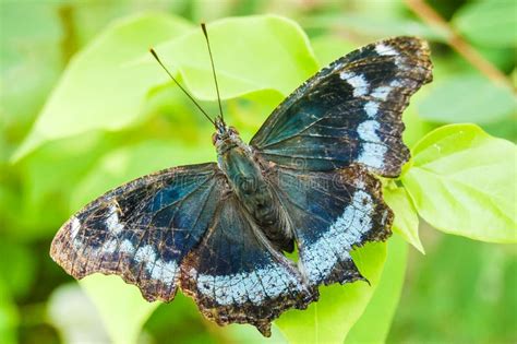 Большая тропическая бабочка Стоковое Фото - изображение насчитывающей ...