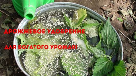 Дрожжи как удобрение для сада и огорода - YouTube