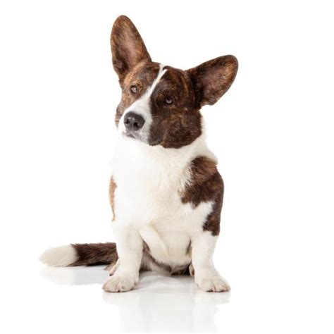 dog cardigan welsh corgi traits  pictures