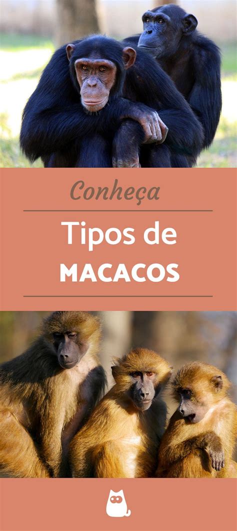 Tipos De Macacos Nomes