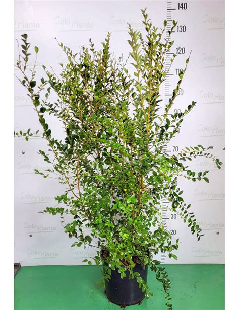 Ligustro Da Siepe Ligustrum Chinensis Vaso 24 Cm SoloPiante It