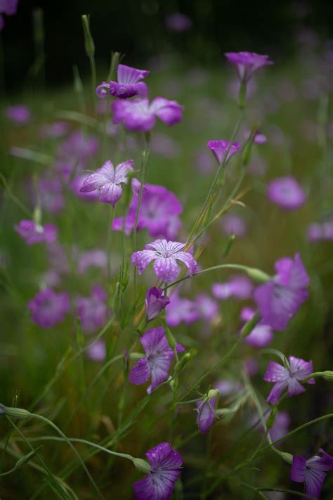 Local Flower Delivery