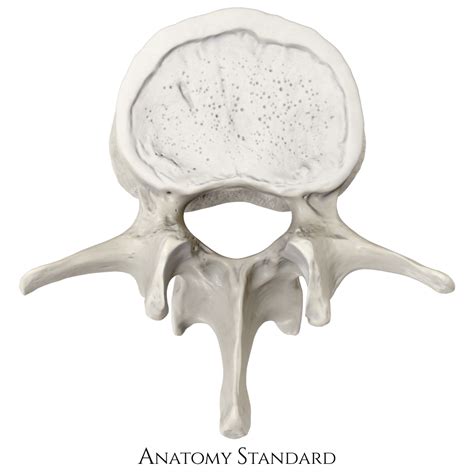 Lumbar Vertebrae Diagram Superior View