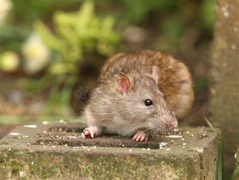 Wild Brown Rat Stock Photo Image Of Mammal Cute Garden 9836724