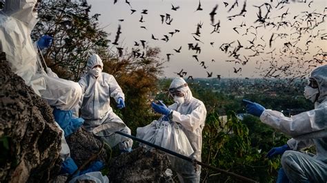 Thai Caves Attract Millions of Bats — and Now Scientists Too - The New