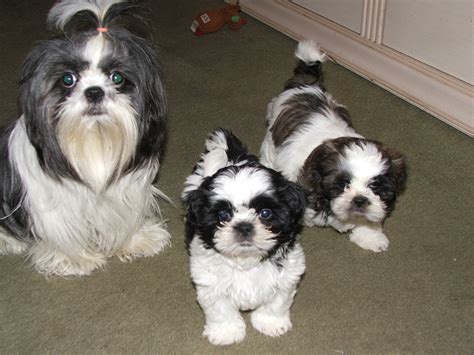 shih tzu puppies  willie poole blog