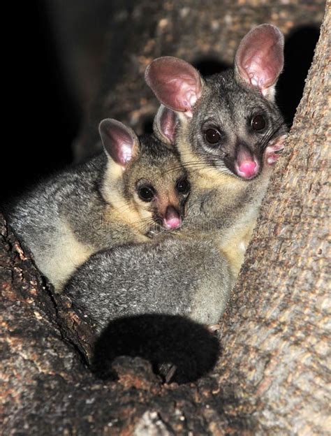 Ring Tailed Possum with Baby in Queensland, Australia