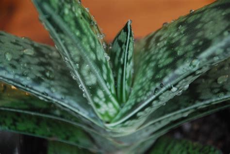 GASTERIA maculata |The Garden of Eaden