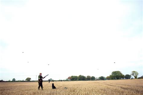 Pheasant Shooting Tips How To Improve Your Technique ShootingUK