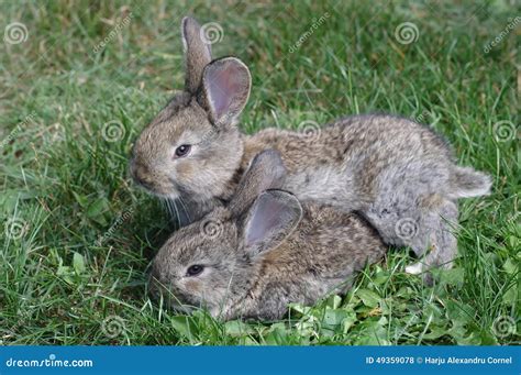 Two Bunnies Stock Photo Image Of Rabbit Bunny Background 49359078