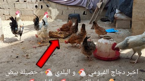 اخبر دجاج الفيومي 🐔 و البلدي 🐔 حصيلة بيض 🥚دجاج الفيومي 🐔 و البلدي🐔