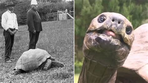 Some Reptiles Face Extinction While One Turns 191 Years Old Cgtn