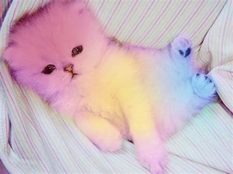 Rainbow Cat Rainbow Kittens Cute Animals Crazy Cats