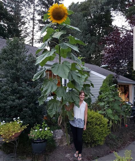 My friends GIANT sunflower