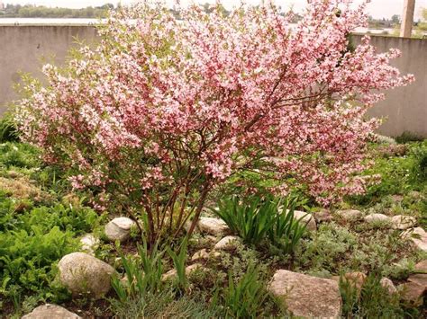 Сорта миндаля, описание и фото, самоопыляемые и самые урожайные ...