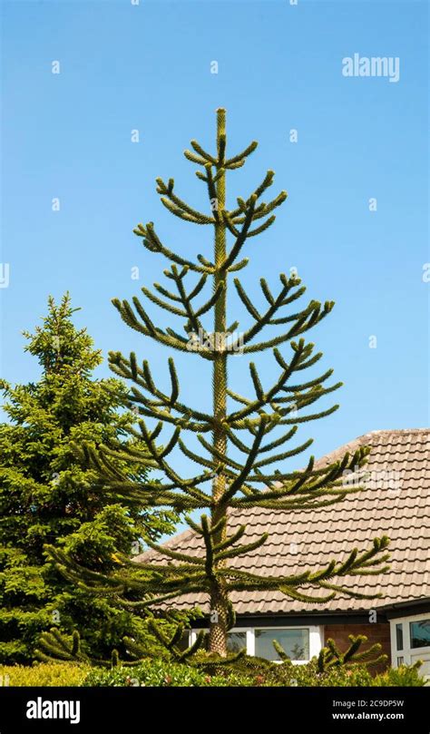 Chile National Tree