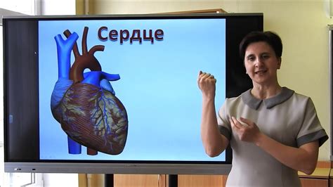 Человек и мир, 3 класс "Система кровообращения" - YouTube