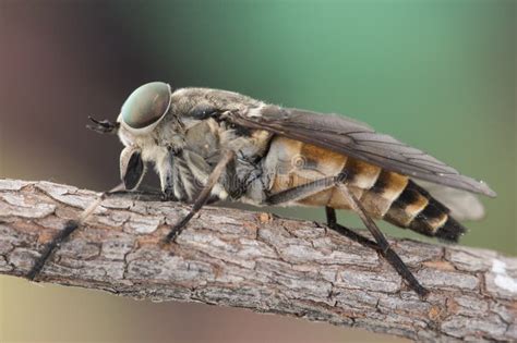 Tabanus Species Common Horse Fly Large Parasitic Fly With Green Eyes