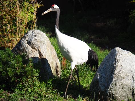 Red Crowned Crane Grus Japonensis Sep 2nd 2018 Zoochat