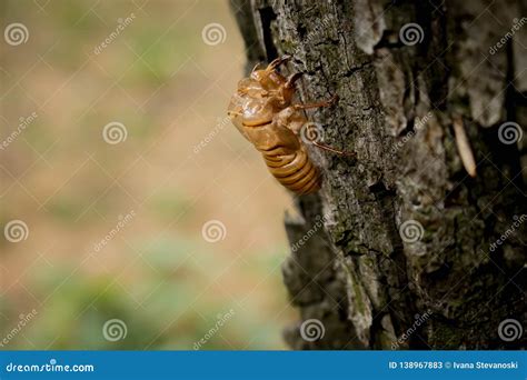 Exoesqueleto Quitina - Exoesqueleto De La Quitina De Los Haematodes De Tibicina De La Cigarra ...