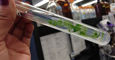 U.S. Geological Survey lab worker faked test results, investigators say ...