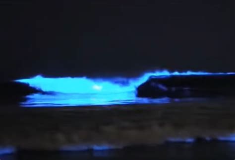 Paddle through Magic: Secrets of Bioluminescent Kayaking! | Trivia Crush