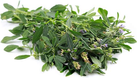 Alfalfa Leaf Powder Nutrition Facts Besto Blog