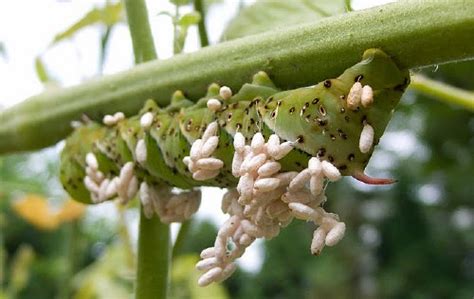 ulat gonggok hitam besar gambar ulat bulu gergasi serang kampung