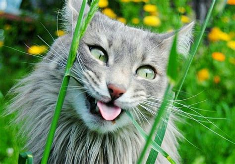 Кот кайфует:)) #zoo #животные #тварини #cat #cats #kitten #animals # ...