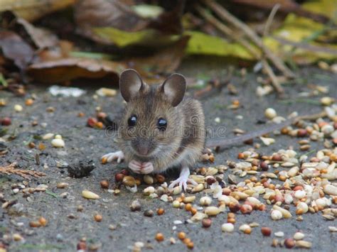 long tailed field mouse wood mouse stock image image