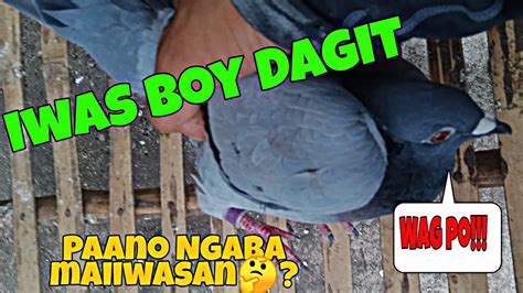 Paano Maiiwasan Madagitan Ng Kalapati O Ma Loft Visit Sa Ibang Loft