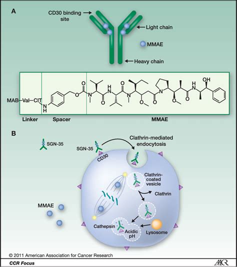 Figure From Brentuximab Vedotin Sgn Semantic Scholar