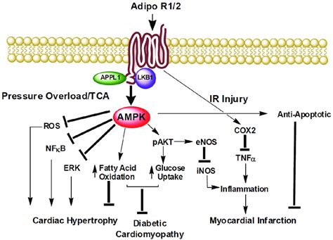 Cardioprotective Signaling Of Adiponectin The Cardio Protective